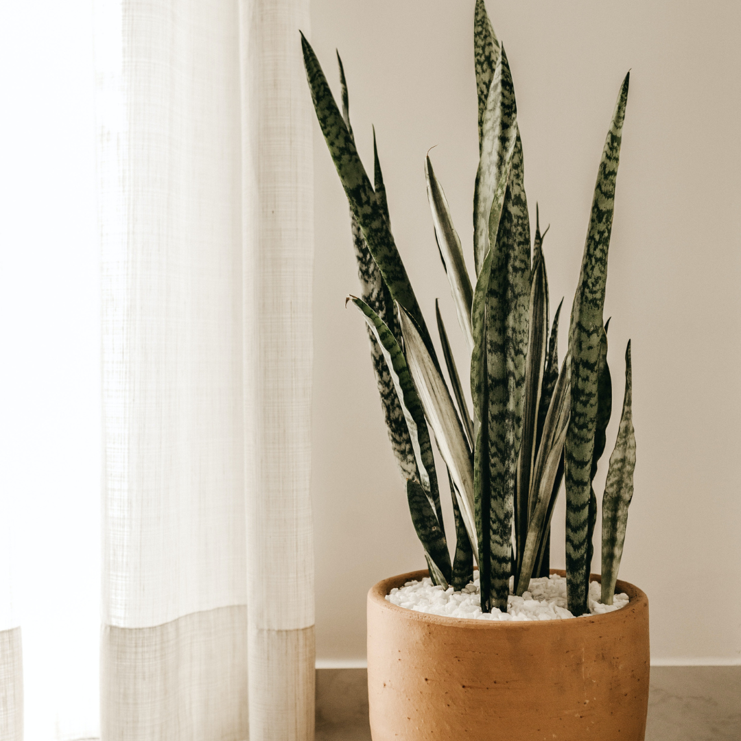 Les meilleures plantes d'interieur pour purifier l'air