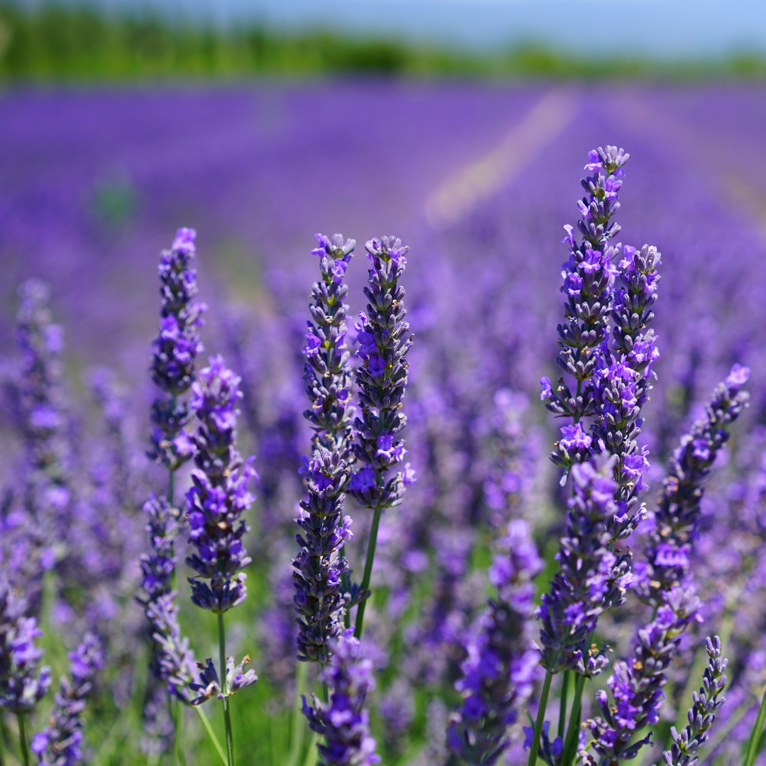 La Lavande : Bien plus qu'une Plante Aromatique