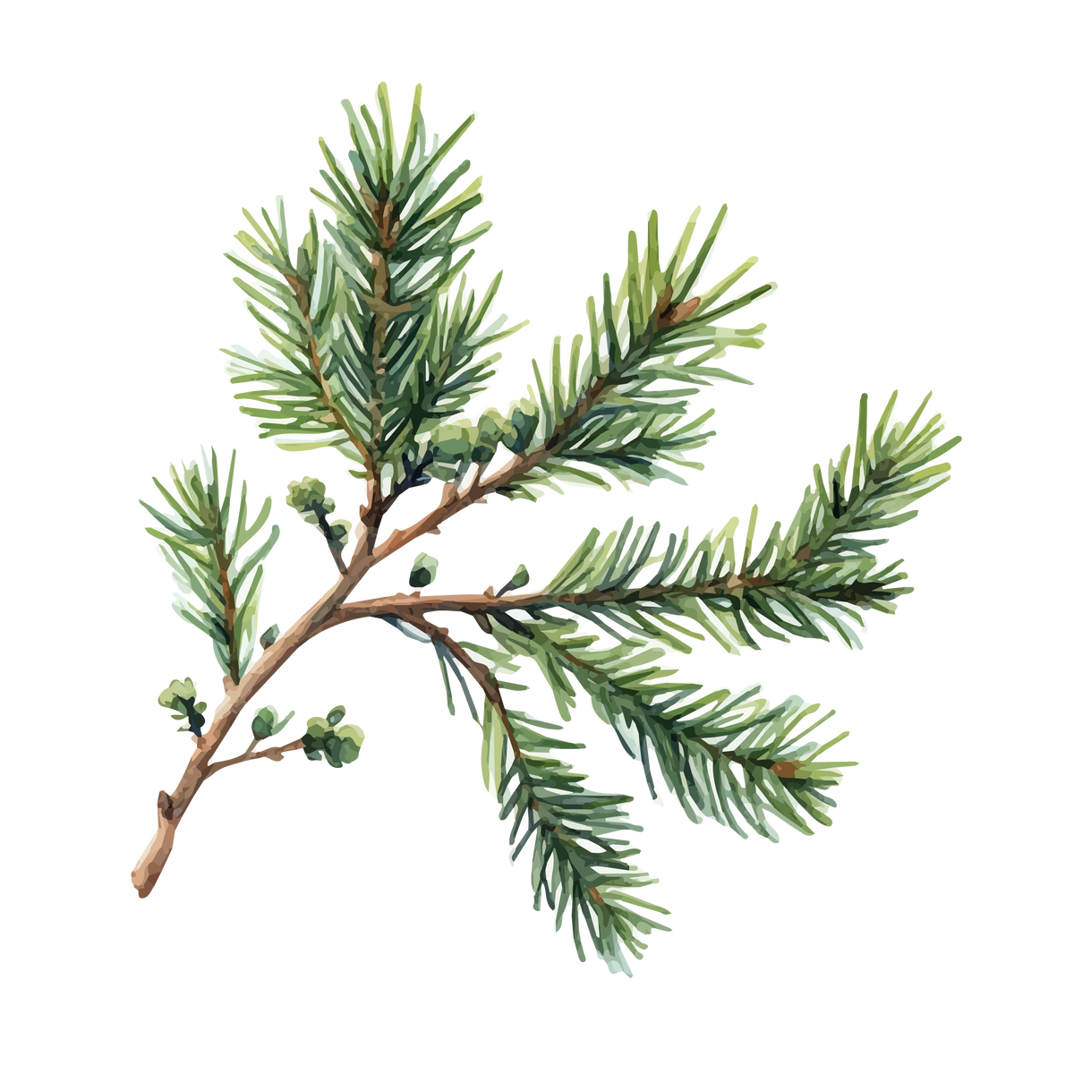 Huile essentielle de cèdre de l’Atlas