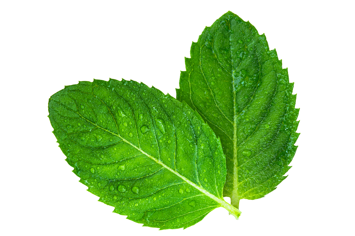 Huile essentielle de menthe poivrée